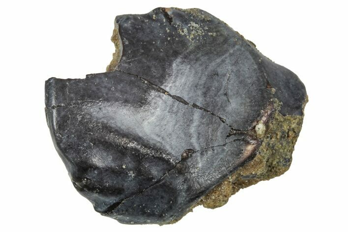 Fossil Nodosaurid (Denversaurus) Tooth - Montana #341031